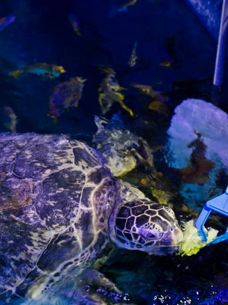 Sea turtle being fed by a staff member at SEA LIFE Manchester.