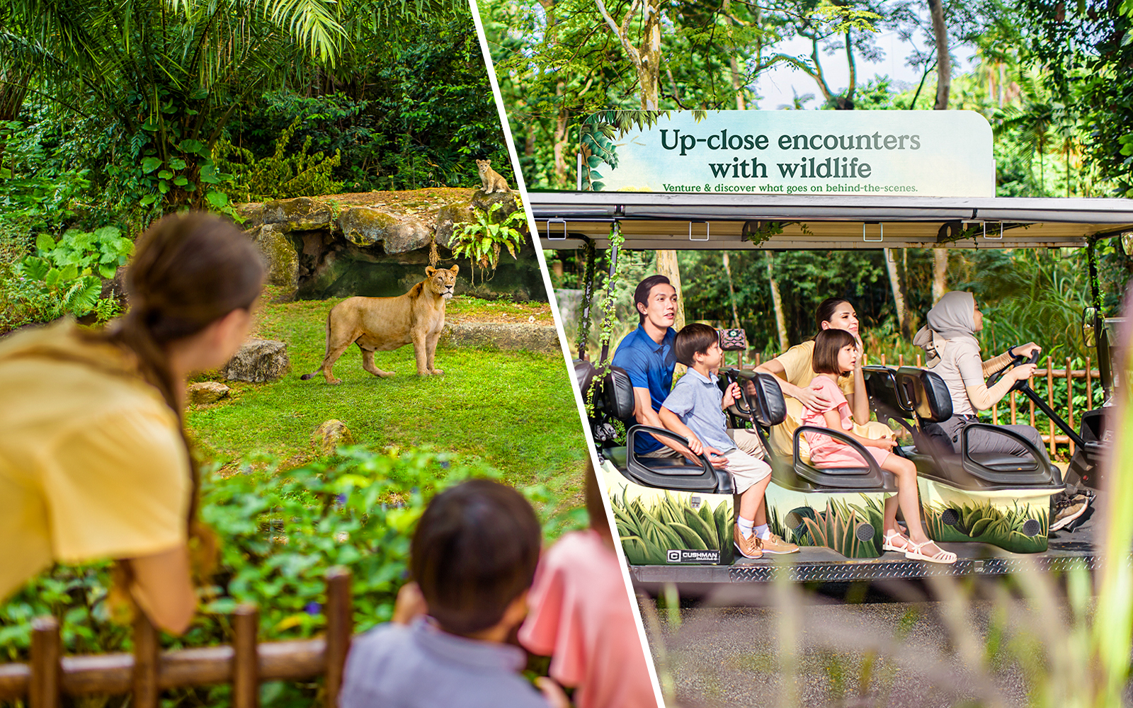 Combo (Save 11%): Singapore Zoo + VIP Buggy Tour