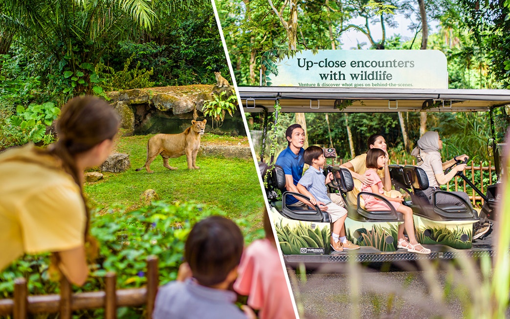 Visitors observing a lion at Singapore Zoo and enjoying a VIP buggy tour.