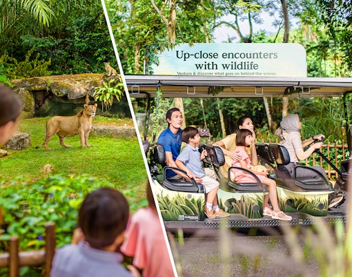 Visitors observing a lion at Singapore Zoo and enjoying a VIP buggy tour.