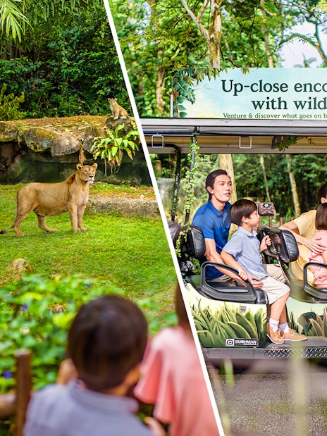 Visitors observing a lion at Singapore Zoo and enjoying a VIP buggy tour.