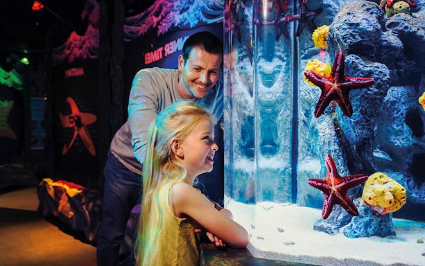 Guests observing starfish at SEA LIFE London aquarium.