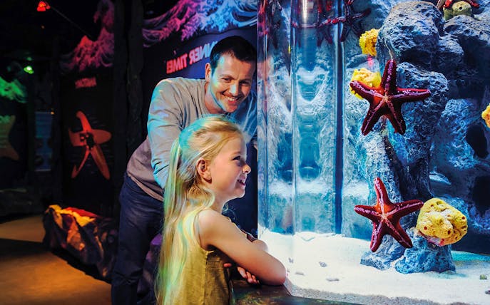 Guests observing starfish at SEA LIFE London aquarium.