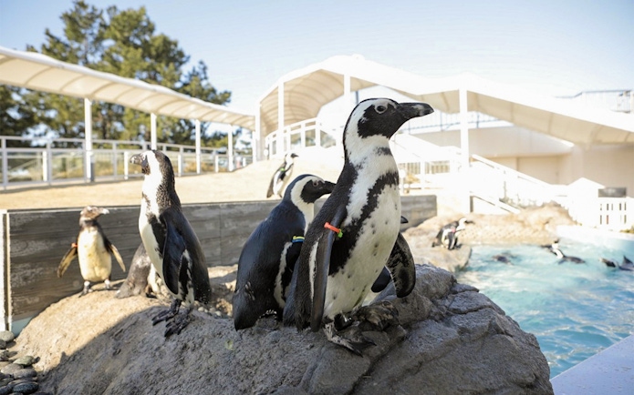 Penguins on a rock at Marine World Uminonakamichi exhibit.