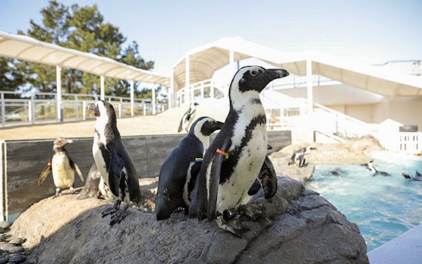 Penguins on a rock at Marine World Uminonakamichi exhibit.