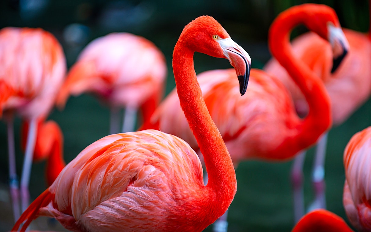 Flamingos standing together with vibrant plumage.