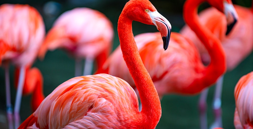 Flamingos standing together with vibrant plumage.