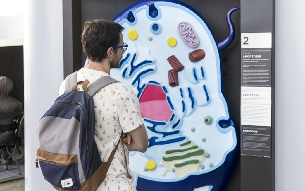 Visitor examining a cell model exhibit at the Science Museum in Valencia.