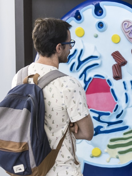 Visitor examining a cell model exhibit at the Science Museum in Valencia.