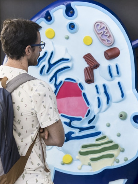Visitor examining a cell model exhibit at the Science Museum in Valencia.