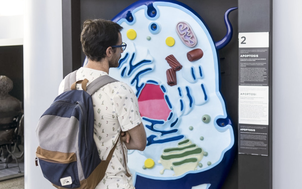 Visitor examining a cell model exhibit at the Science Museum in Valencia.