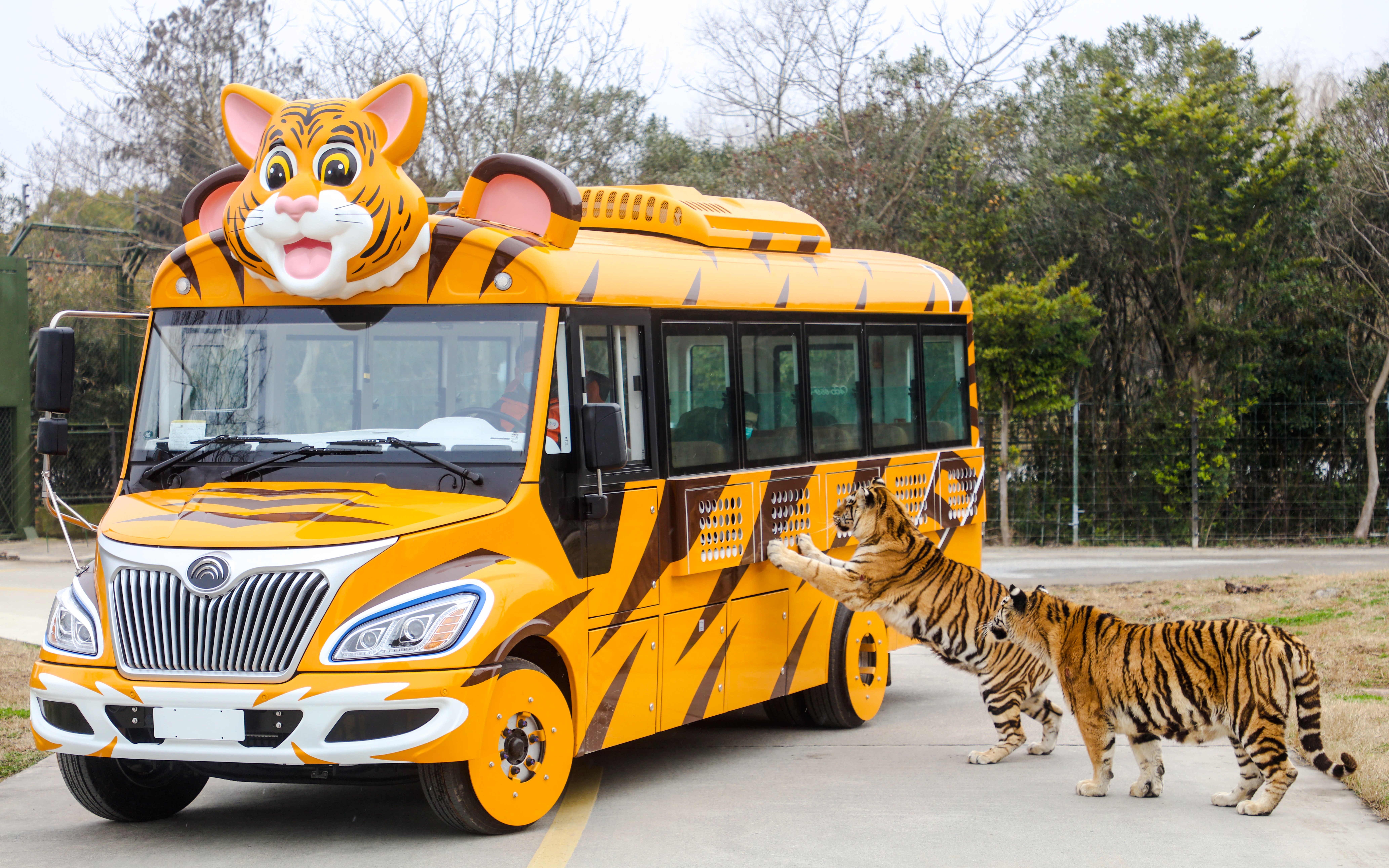 Tiger-themed bus with tigers at Shanghai Wild Animal Park.