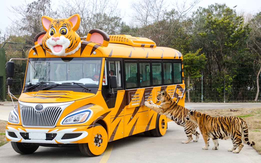Tiger-themed bus with tigers at Shanghai Wild Animal Park.