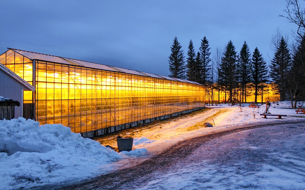Greenhouse glowing at dusk in snowy landscape, part of Reykjavik's Golden Circle tour.
