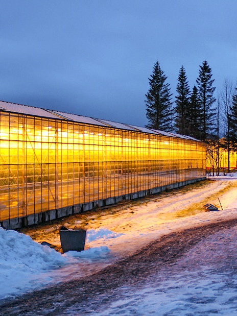 Greenhouse glowing at dusk in snowy landscape, part of Reykjavik's Golden Circle tour.