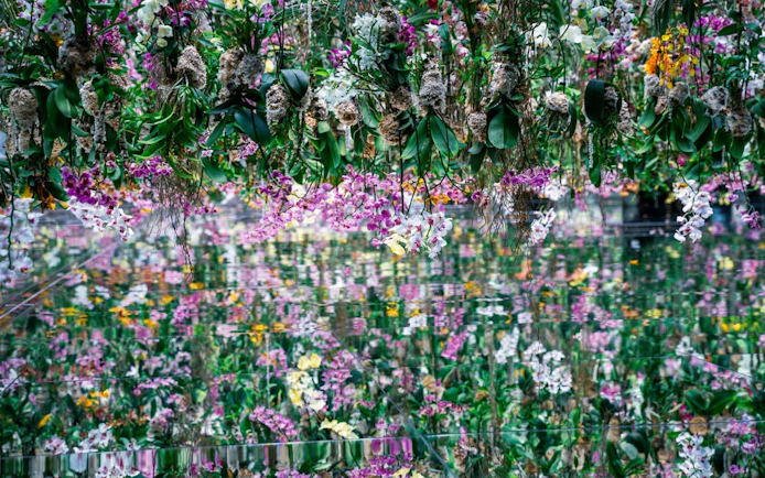 Hanging orchids at teamLab Biovortex exhibit in Kyoto.