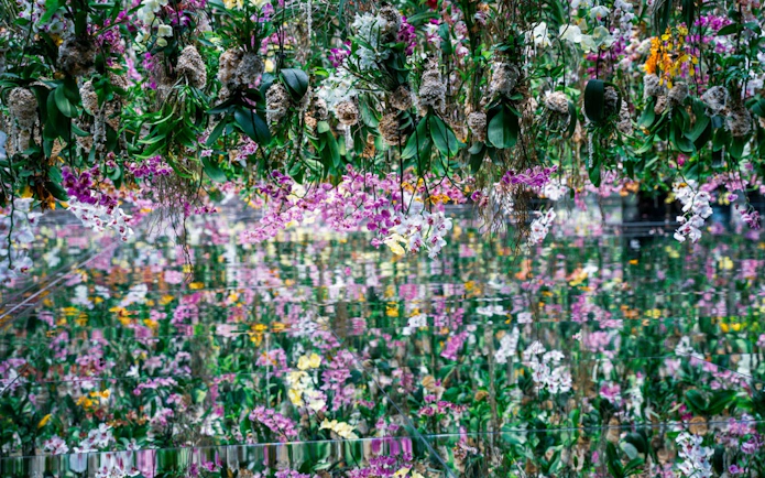 Hanging orchids at teamLab Biovortex exhibit in Kyoto.