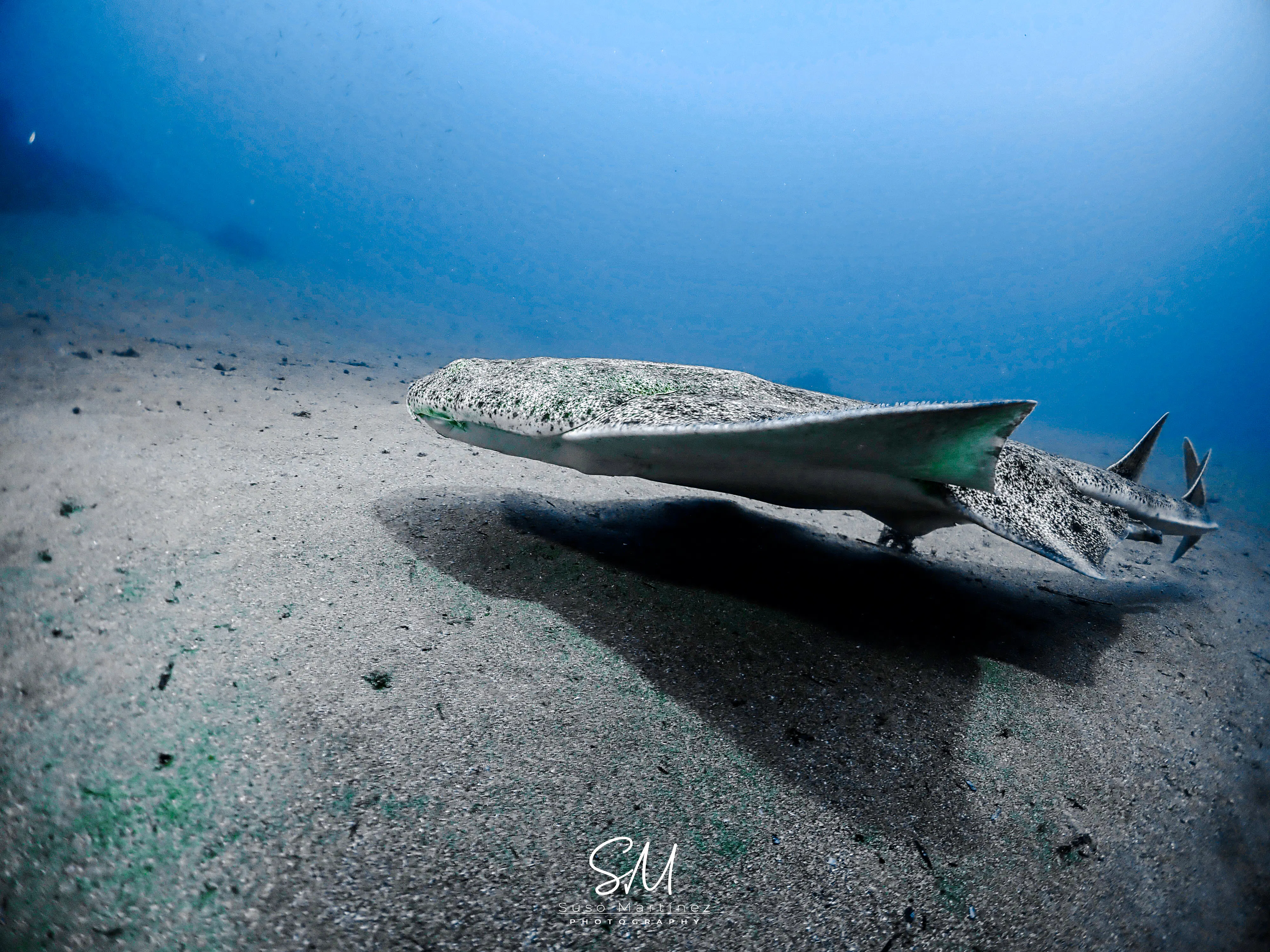 curs introductiv de scufundări în lanzarote – ssi basic diver cu 2 scufundări-1