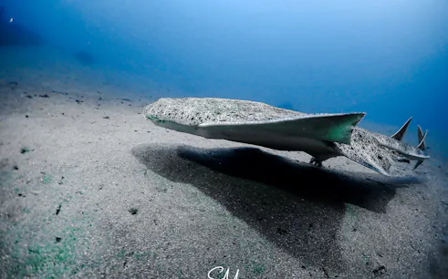 curs introductiv de scufundări în lanzarote – ssi basic diver cu 2 scufundări-1