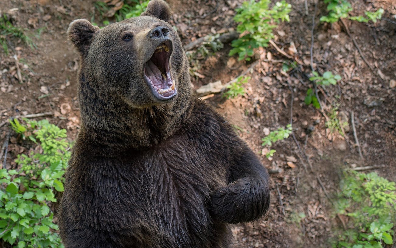 brașov bear sanctuary tour, small group-4