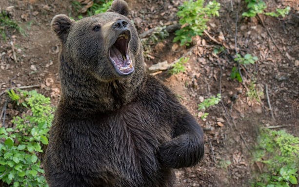 brașov bear sanctuary tour, small group-4
