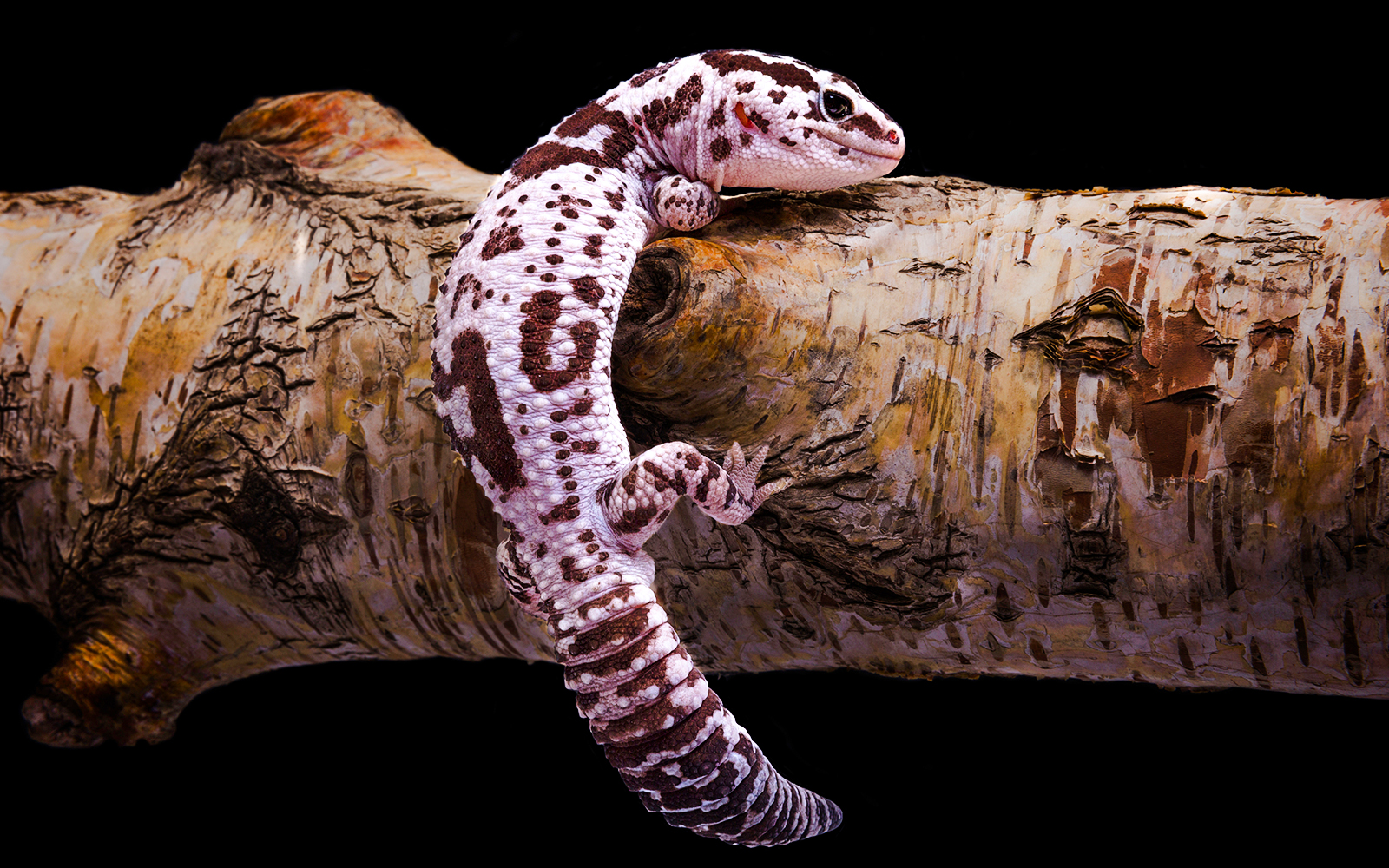 Langkawi Underwater World