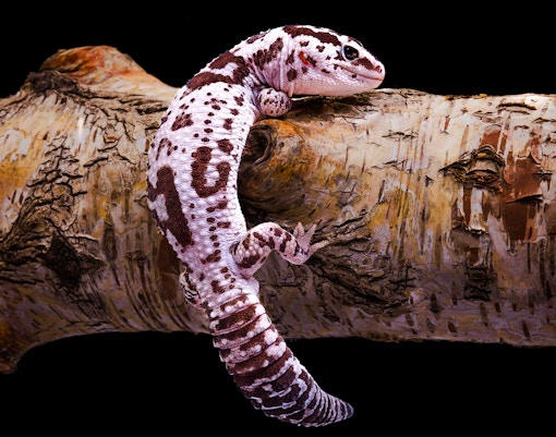 Langkawi Underwater World