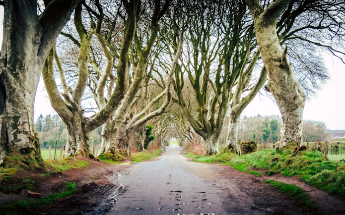 Dark Hedges tree-lined road in Northern Ireland.