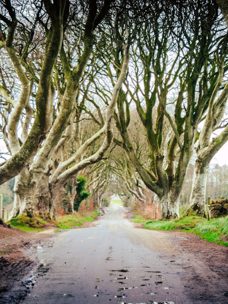 Dark Hedges tree-lined road in Northern Ireland.