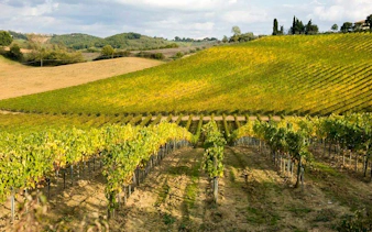 Vineyards in the Chianti wine region near Siena and San Gimignano.