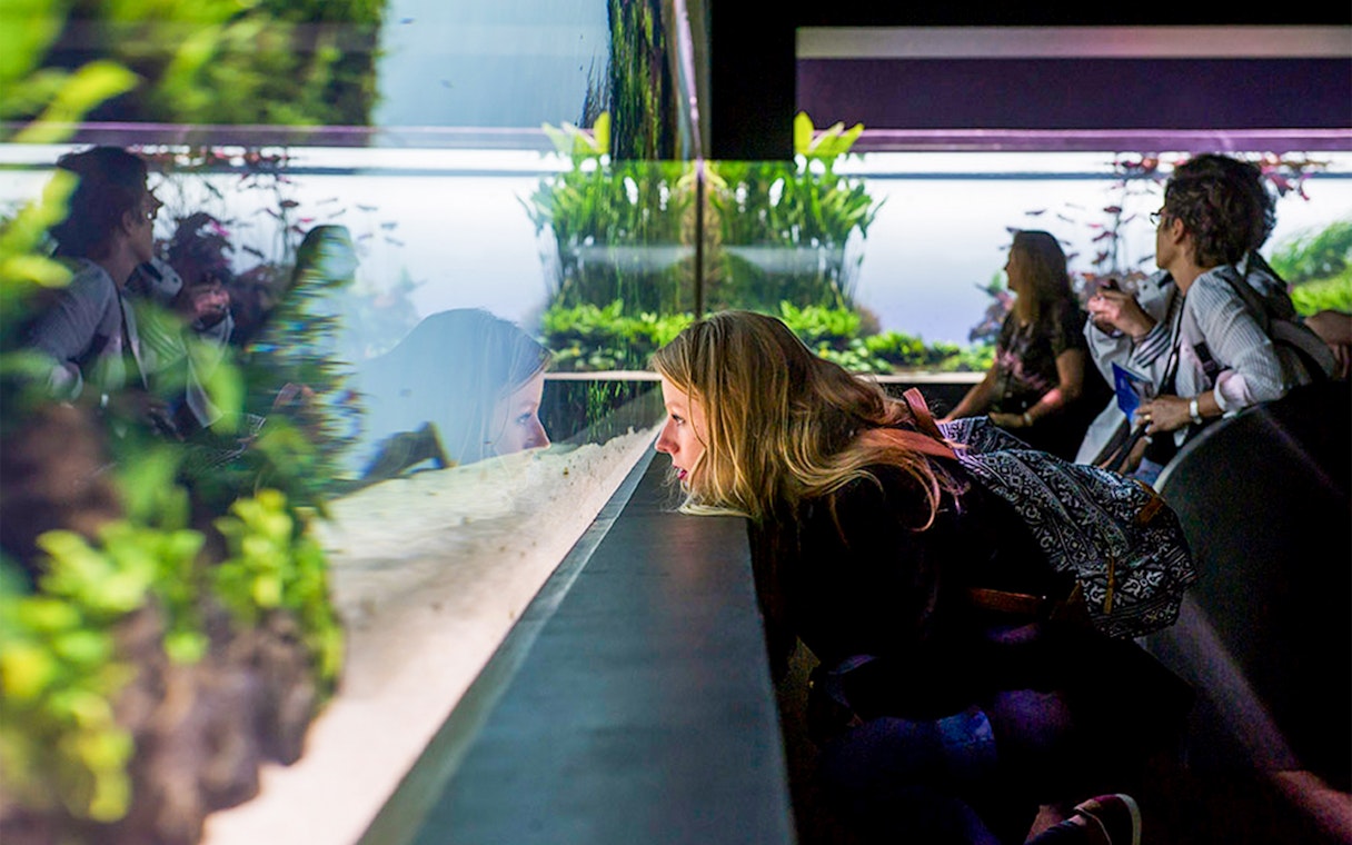 Visitor observing fish tank at Lisbon Oceanarium during hop-on hop-off tour.