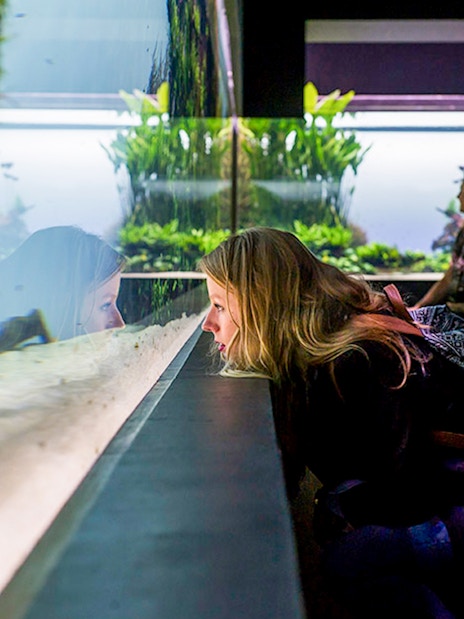 Visitor observing fish tank at Lisbon Oceanarium during hop-on hop-off tour.