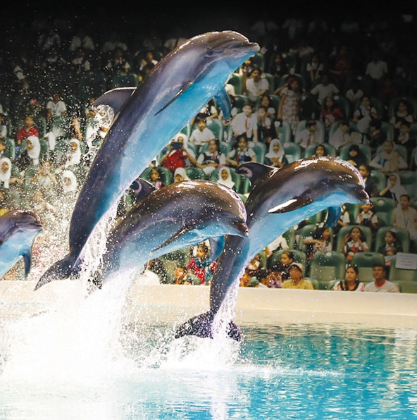 Must-see shows and activities at Dubai Dolphinarium
