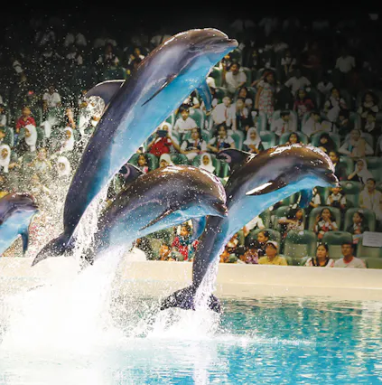Must-see shows and activities at Dubai Dolphinarium