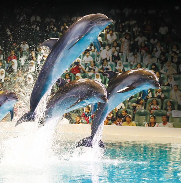 Must-see shows and activities at Dubai Dolphinarium