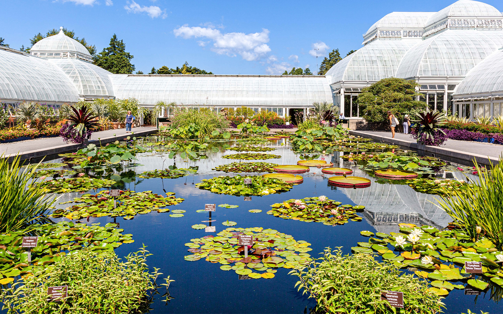 Water Garden with lily pads beside Enid A. Haupt Conservatory at NYBG.