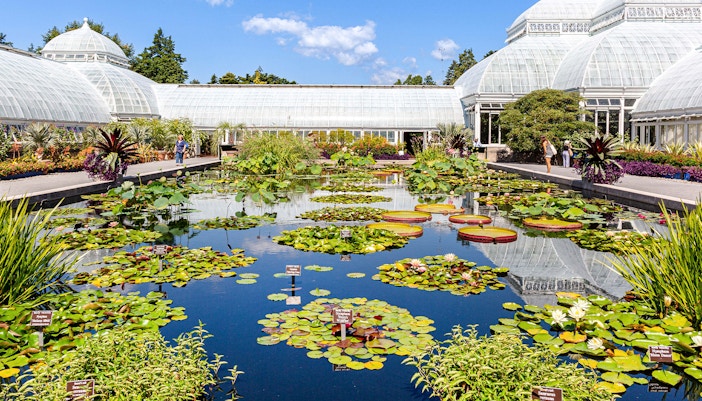 Water Garden with lily pads beside Enid A. Haupt Conservatory at NYBG.