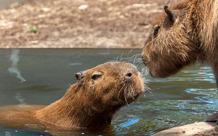 Capybaras interacting in water at Taronga Zoo, Sydney.