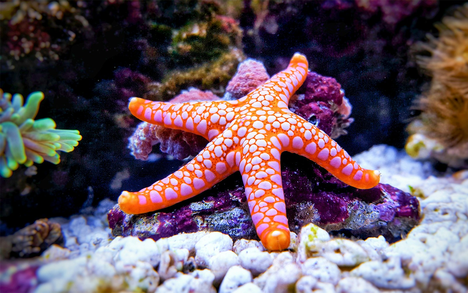 SEA LIFE Sydney Aquarium rockpool