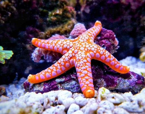 SEA LIFE Sydney Aquarium