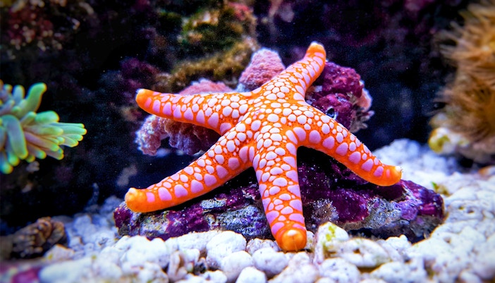 Rockpool at SEA LIFE Oberhausen