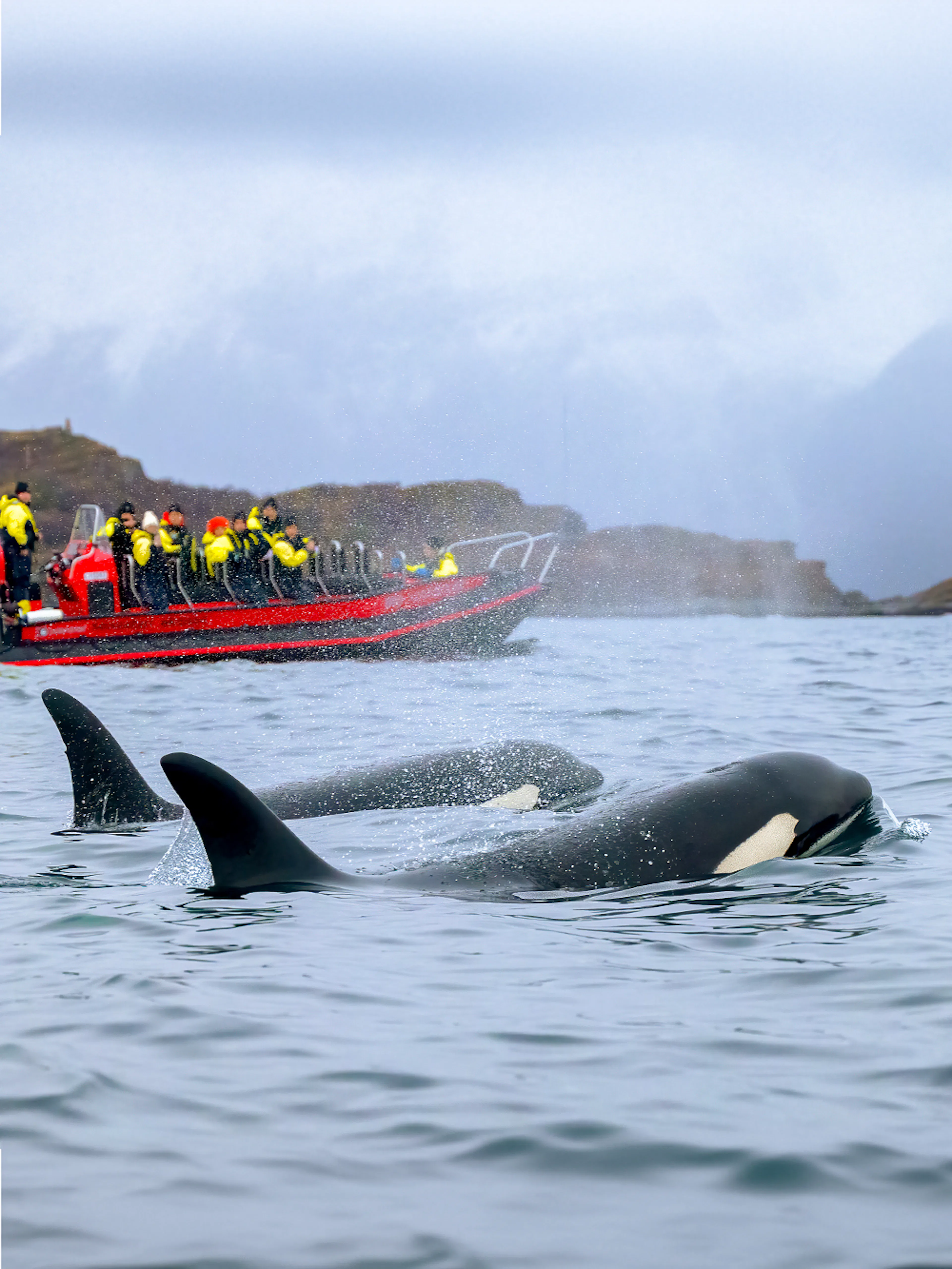 Whale watching tour in Tromso with orcas near a boat of tourists.