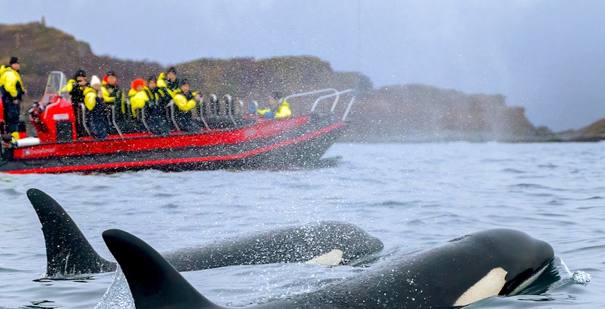 Obserwacja wielorybów w Tromso