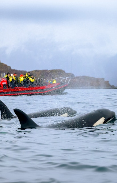 Whale watching tour in Tromso with orcas near a boat of tourists.
