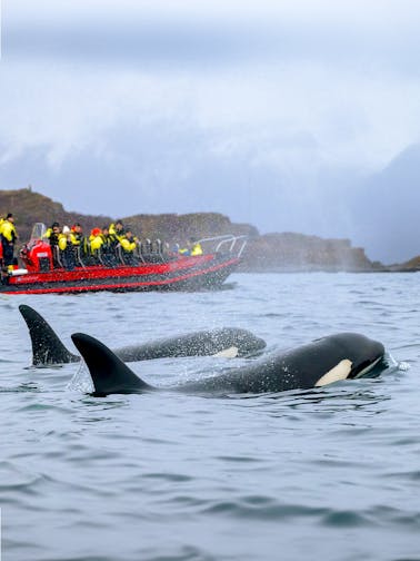 Observação de baleias em Tromso