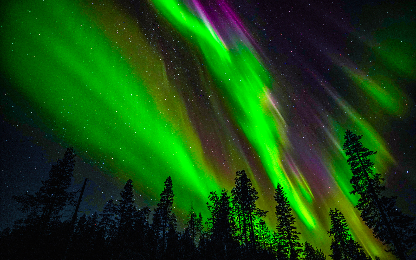 Northern Lights illuminating the night sky over Rovaniemi with silhouetted trees.