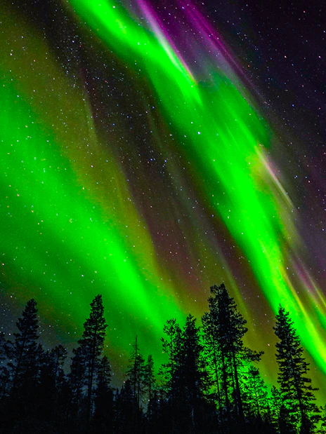Northern Lights illuminating the night sky over Rovaniemi with silhouetted trees.