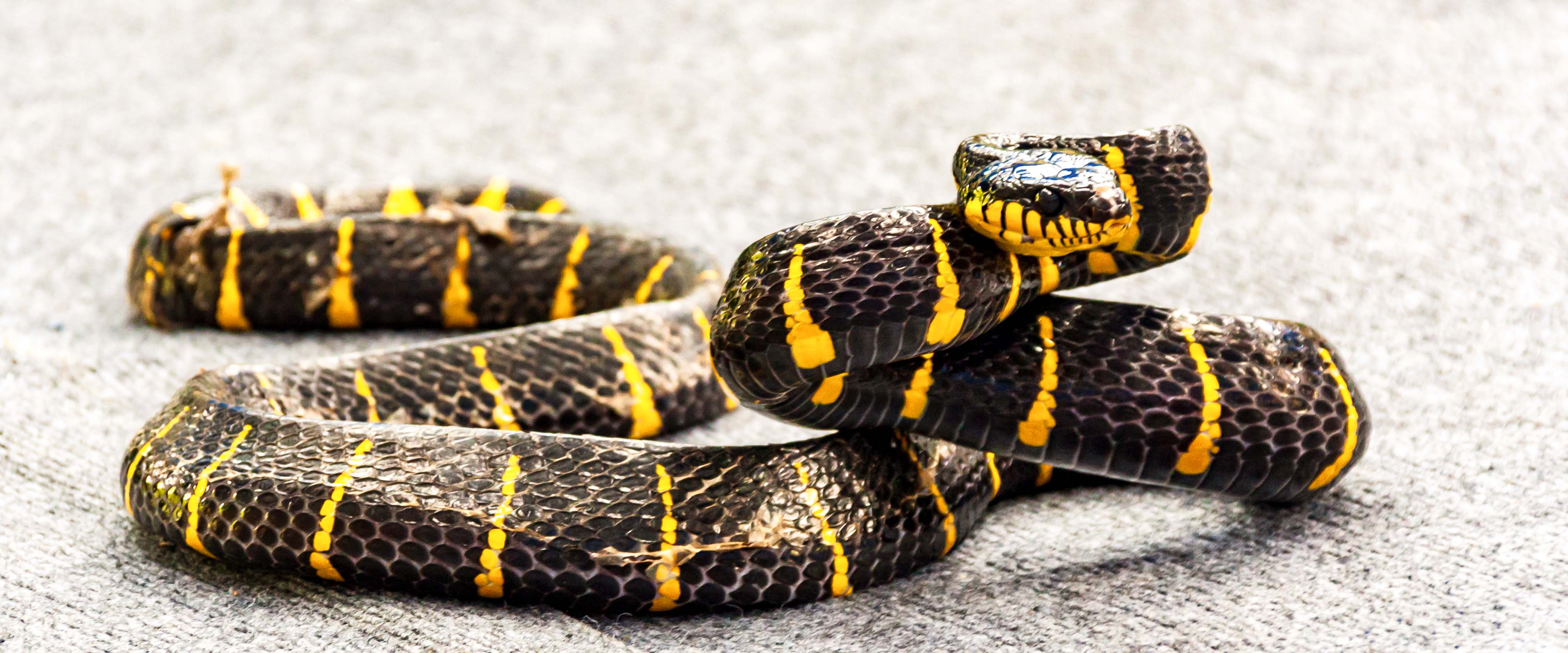 Ingressos para o Farm in the City Malásia: Caverna dos Répteis