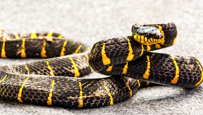Farm in the City Malaysia tickets - Reptiles Cavern