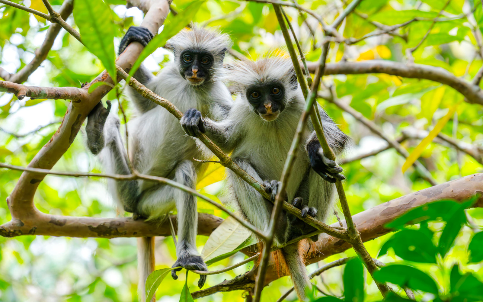 Jozani Forest Guided Tour & Red Colobus Monkey Sanctuary